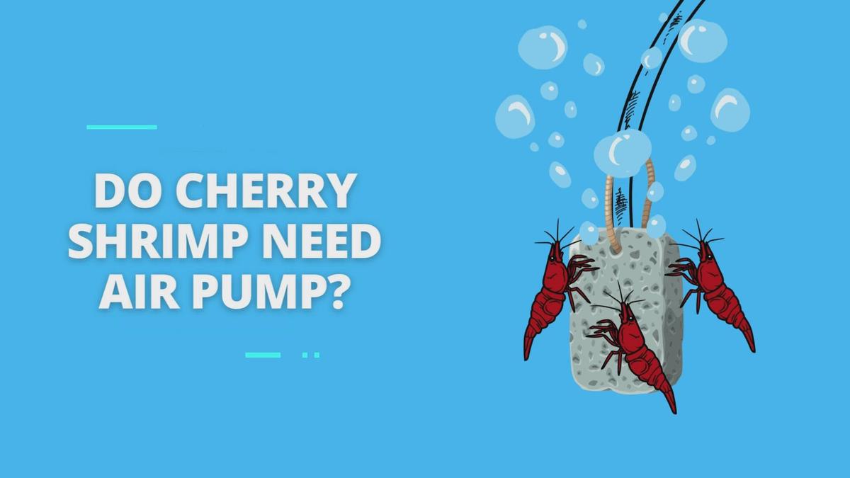 'Video thumbnail for Do Cherry Shrimp Need Air Pump'