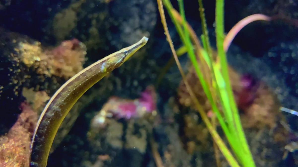 Blue-spotted pipefish