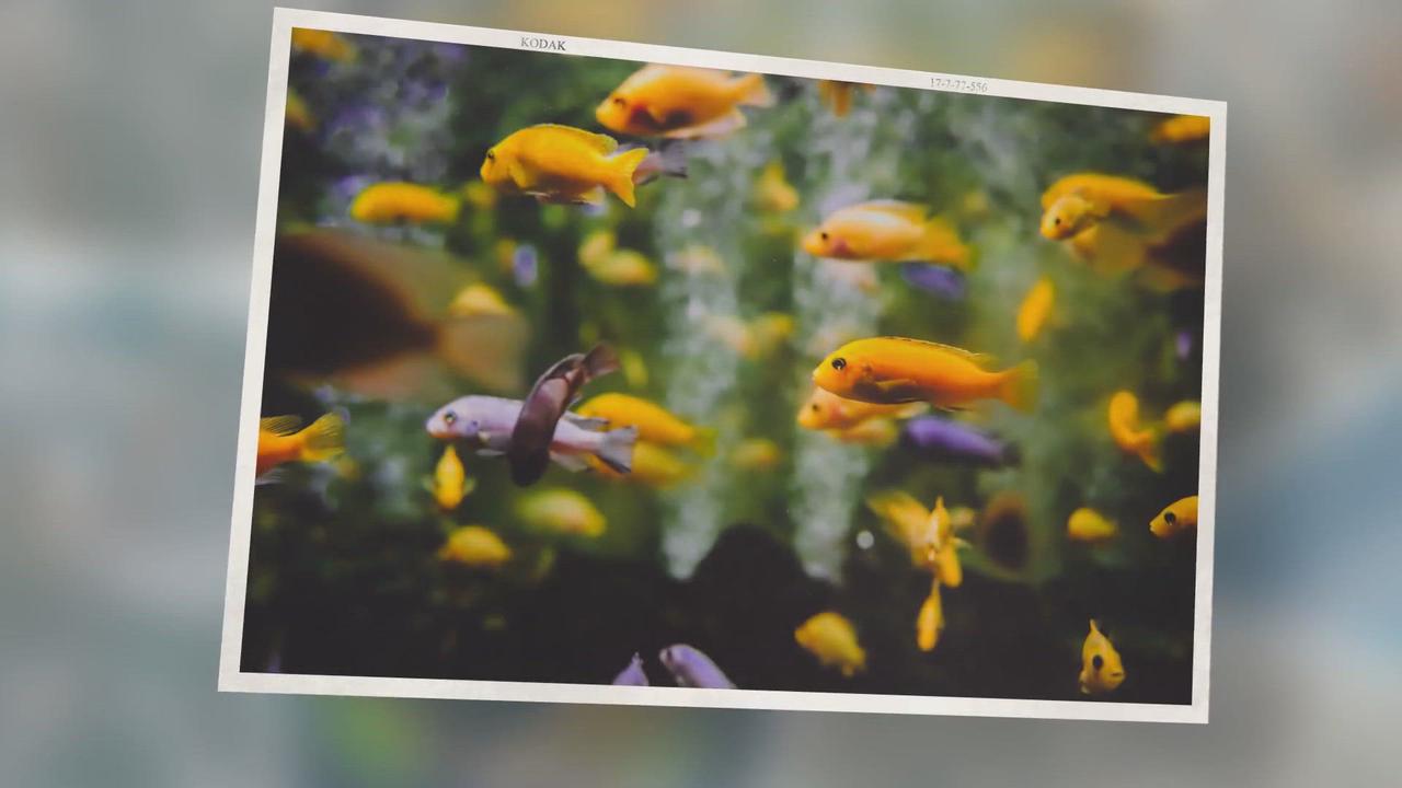 'Video thumbnail for 9 Most Important Reef Tank Parameters - Test These Ideal Aquarium Levels'