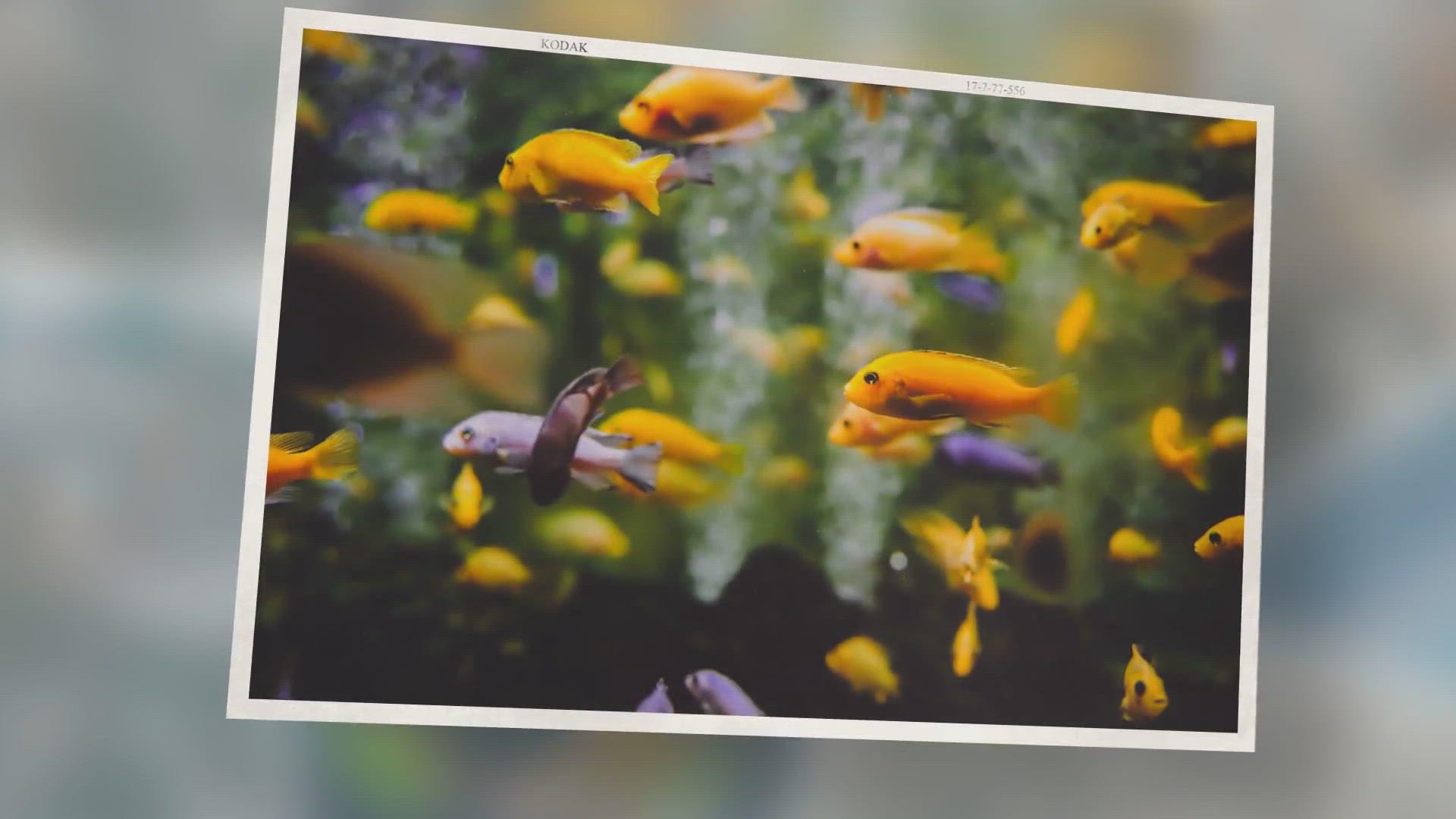 'Video thumbnail for 9 Most Important Reef Tank Parameters - Test These Ideal Aquarium Levels'