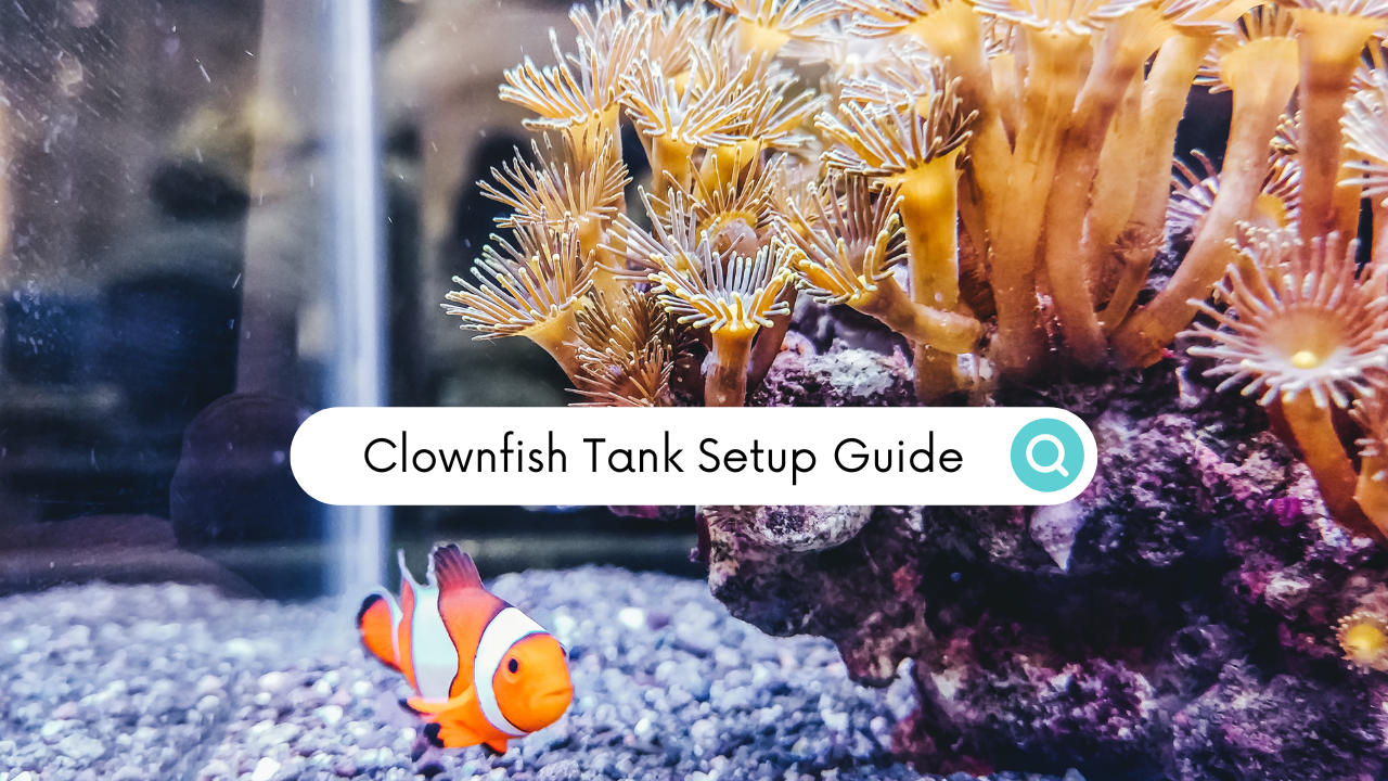 'Video thumbnail for How to Get Your Clownfish Tank Setup Absolutely Right'