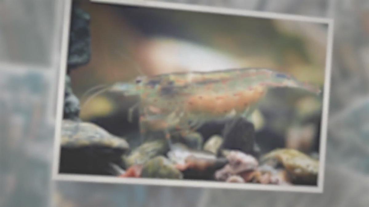 'Video thumbnail for Amano Shrimp: Breeding, Care, and Lifespan'
