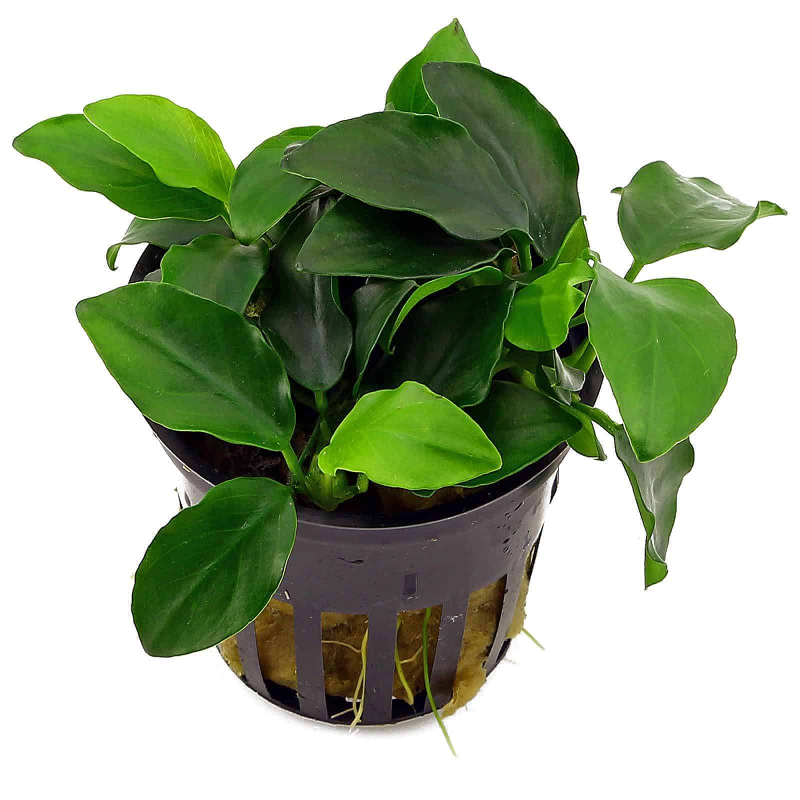 Low light plants - Anubias