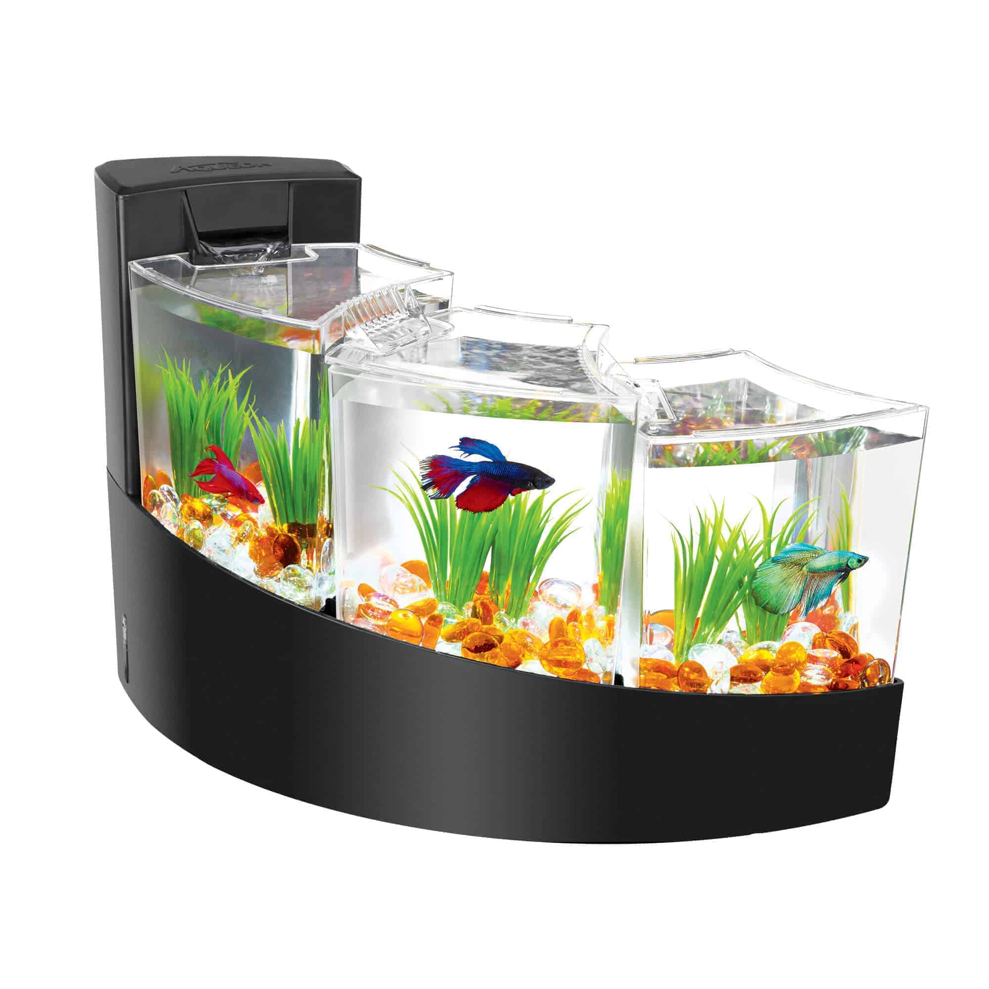 Siamese Fighting Fish Facts Tank Mates, Diet, and Care