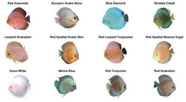 Discus Fish Types, Care, Facts, and Natural Habitat