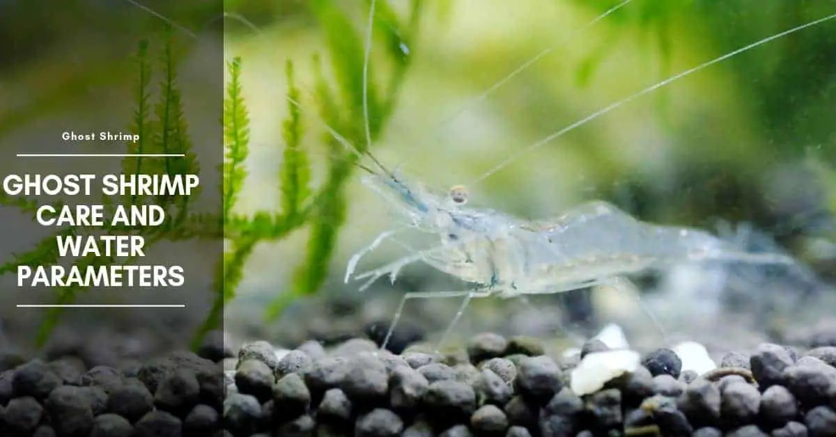 Ghost Shrimp Water Parameters and Care