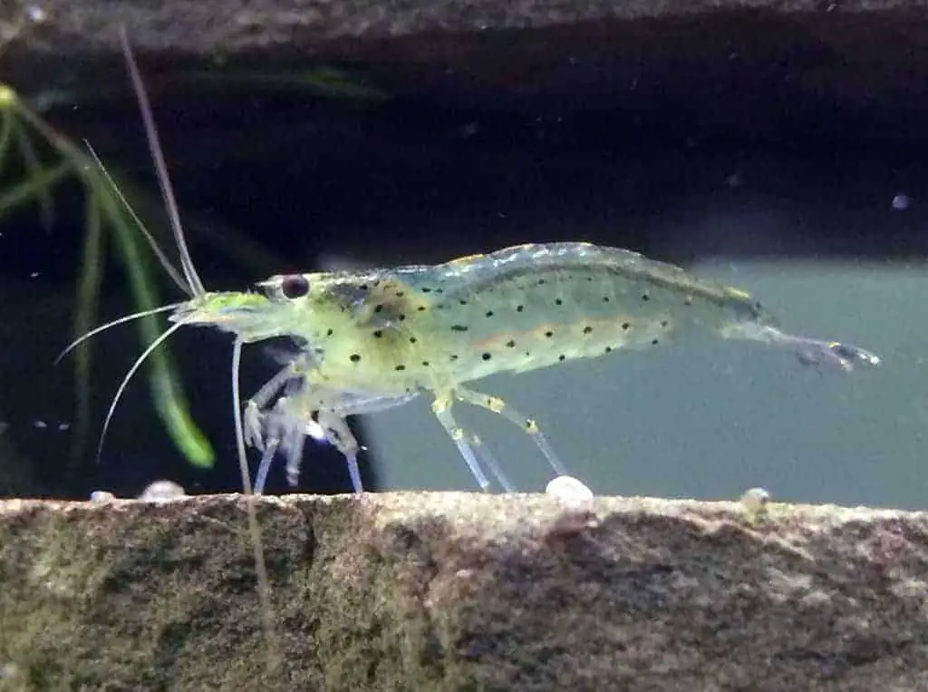 Ghost shrimp kept in a good water parameters tank.