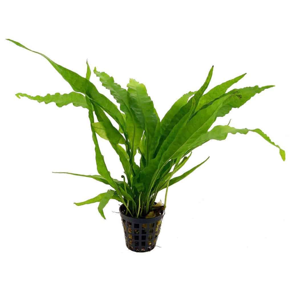 Low light aquarium plants - Java Fern