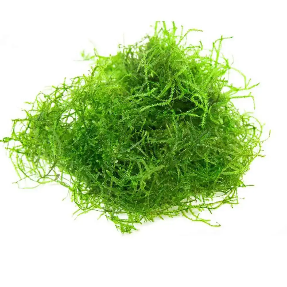 java moss plant