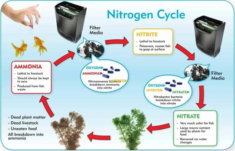 when-do-you-stop-adding-ammonia-during-a-fishless-cycle