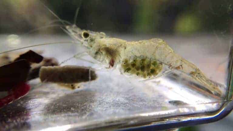 how long are ghost shrimp pregnant