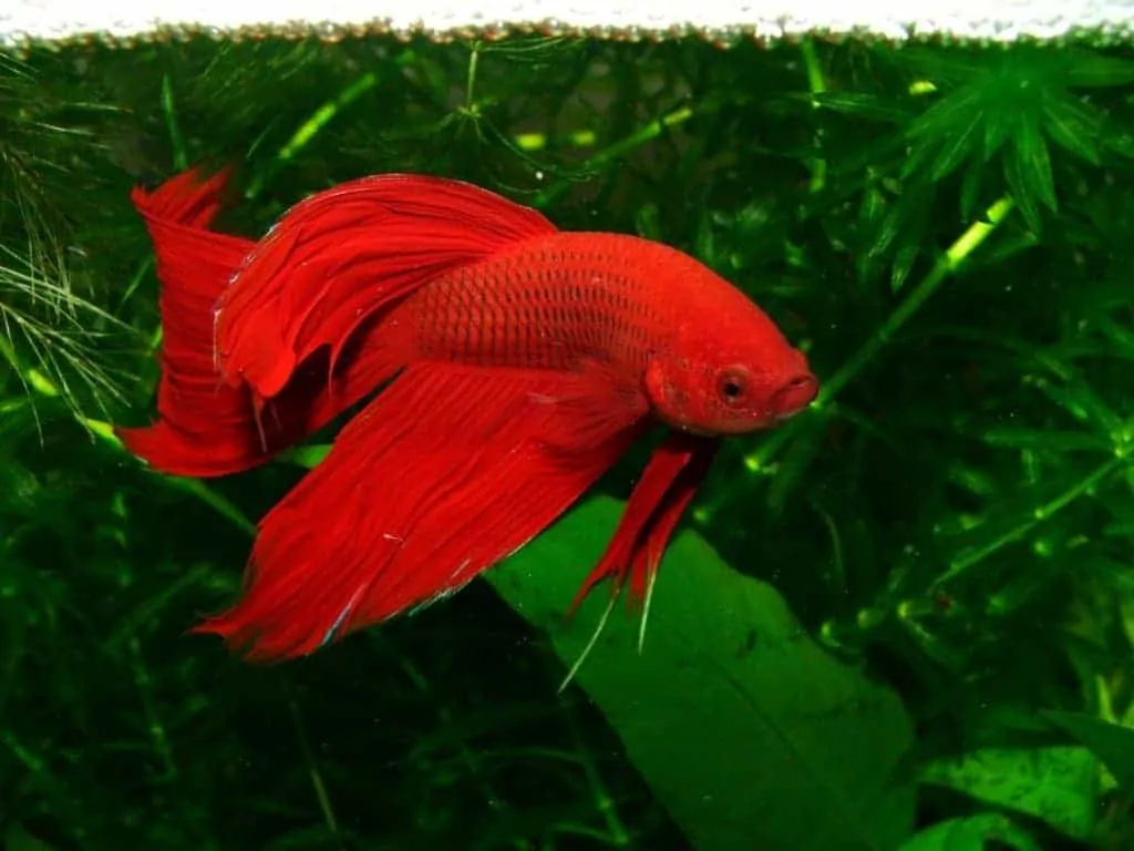 Siamese Fighting Fish Facts - Tank Mates, Diet, and Care