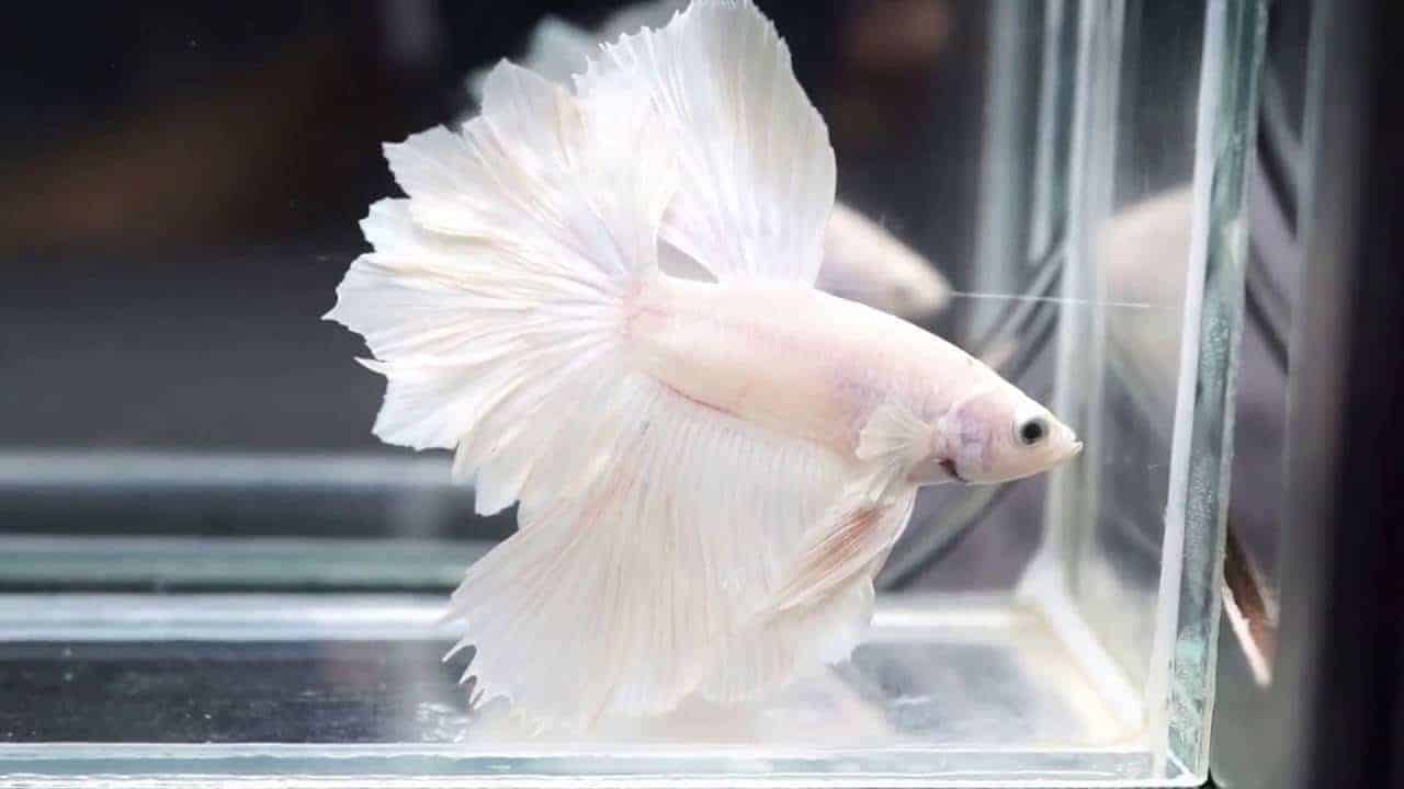 White halfmoon betta fish