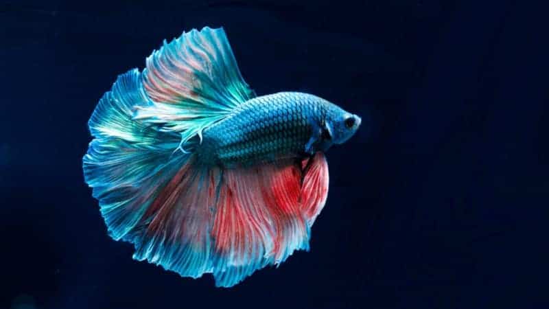 betta-fish