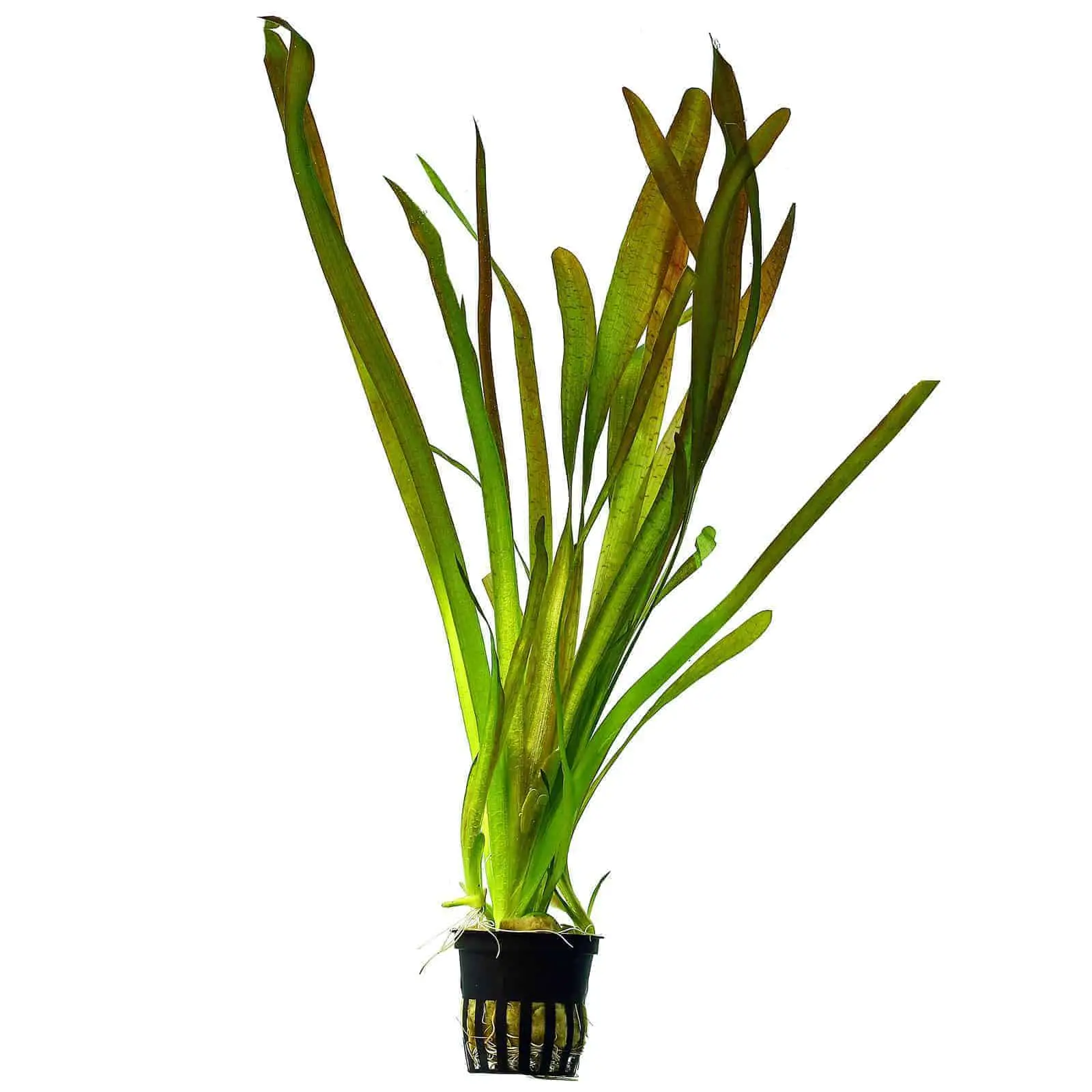 Low light plants - vallisneria
