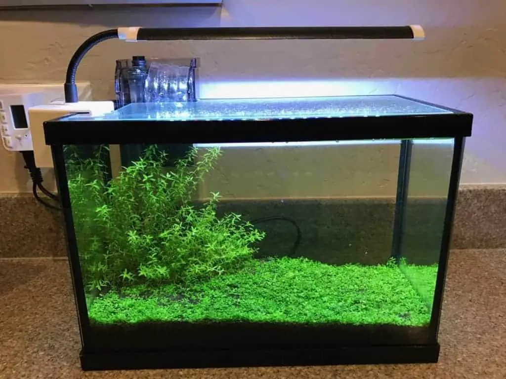 How To Setup a Planted Aquarium Without Co2 TheAquariumAdviser