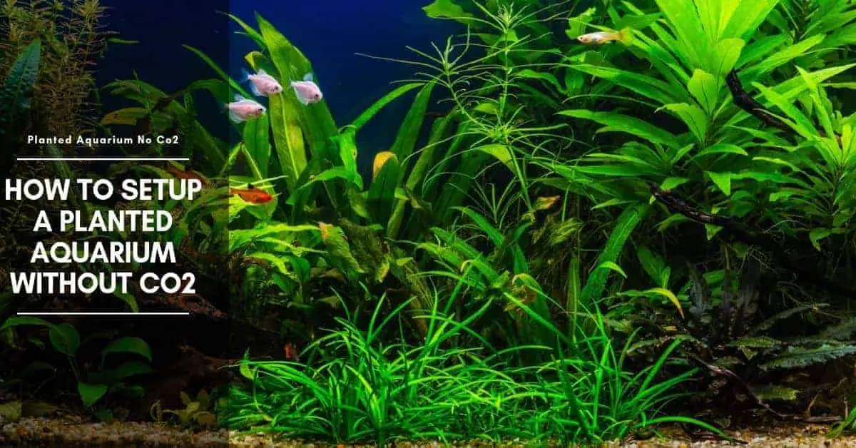 How to Setup a Planted Aquarium Without Co2