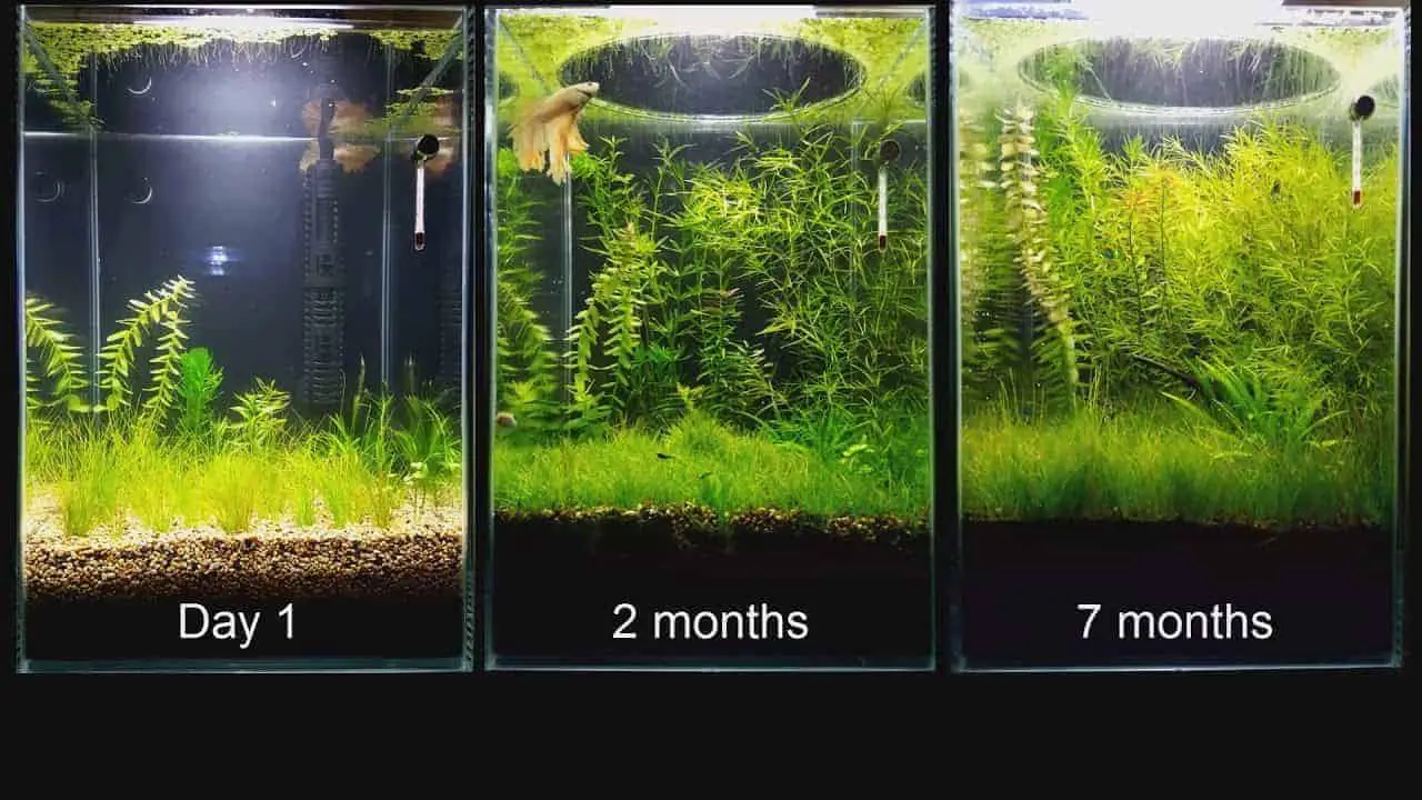 Képtalálat a következőre: „plants before and after co2”
