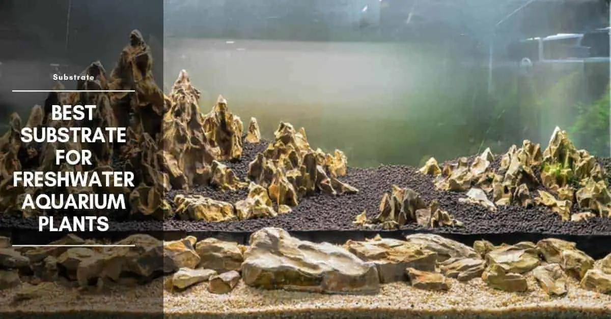 Best Substrate for Freshwater Aquarium Plants