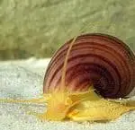 Apple snail (Ampullariidae)