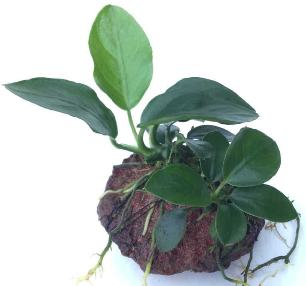 Anubias Nana on Rock