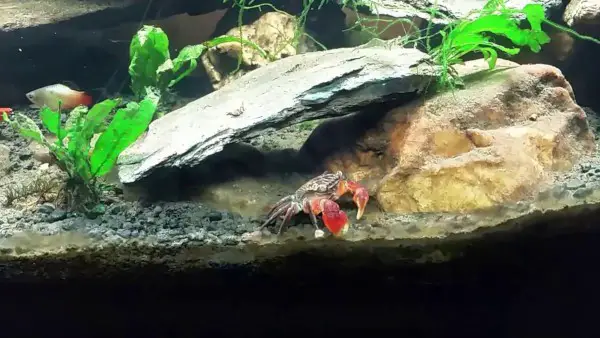 freshwater crabs aquarium