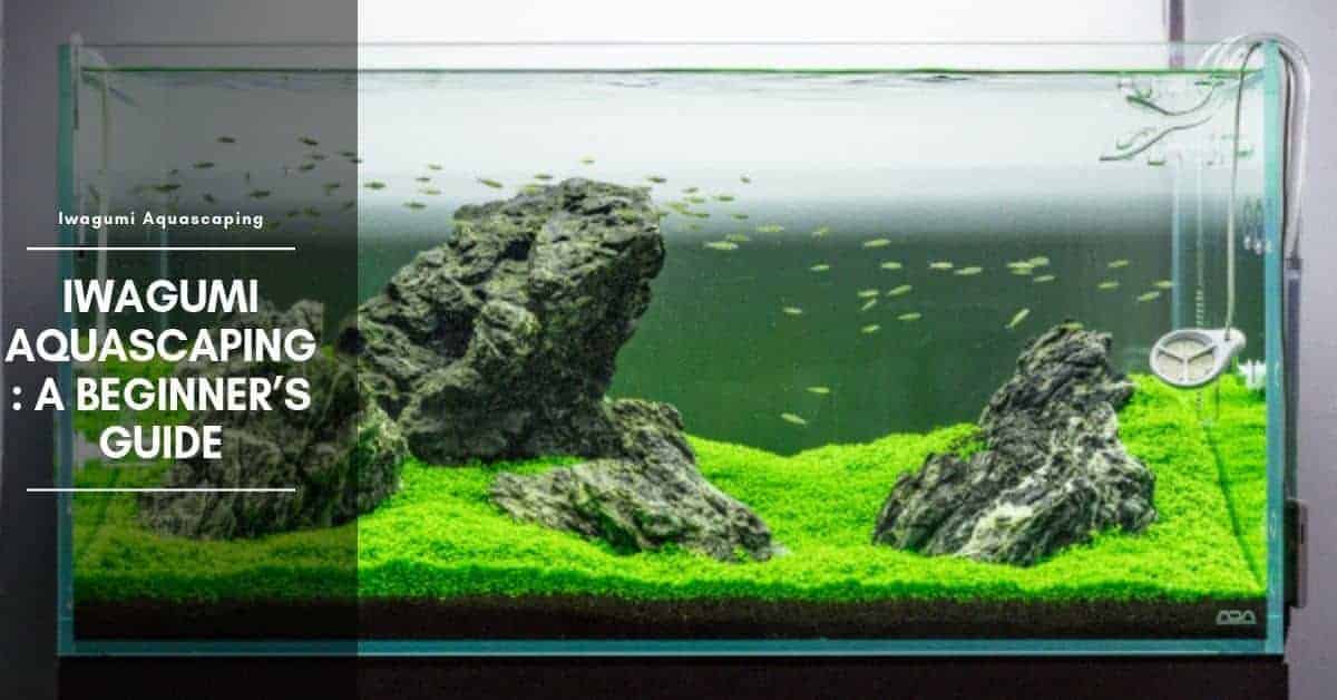 iwagumi aquascape for beginners: tank setup, plants, rocks