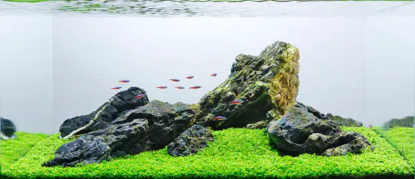 Iwagumi tank with tetra neon fish 