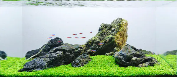 Iwagumi tank with tetra neon fish