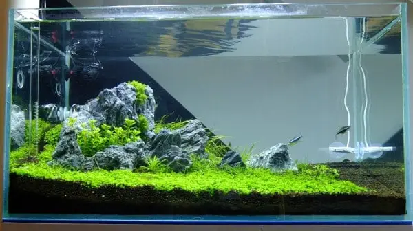 Iwagumi Aquascaping: A Beginners Guide  The Aquarium Adviser