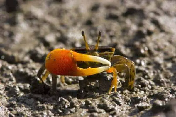 Orange Clawed Fiddler Crabs