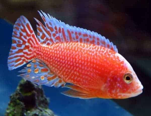 Strawberry Peacock Firefish Cichlid