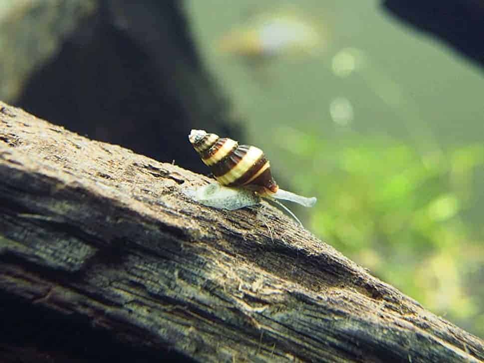 Assassin snail