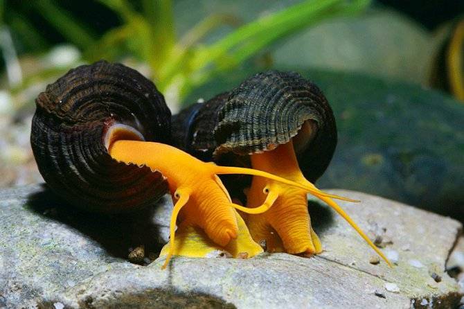 freshwater rabbit snail