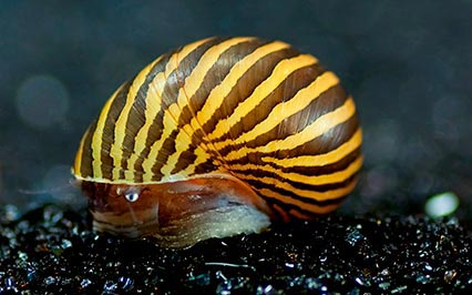 Nerite snails