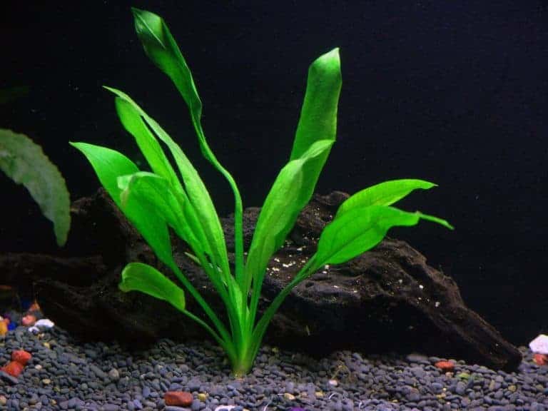 Amazon Sword Propagation Plant Care & Growth The Aquarium Adviser