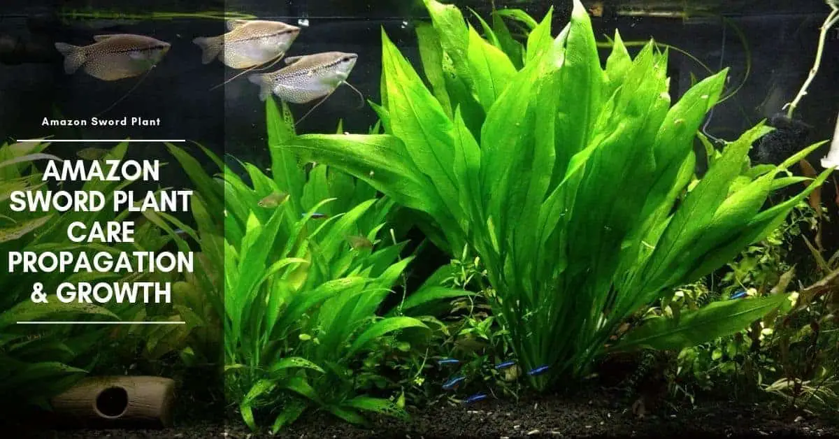 Entretien des plantes d'épée d'aquarium