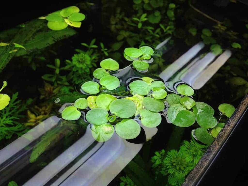 Amazon Frogbit