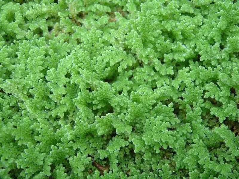 Azolla Caroliniana