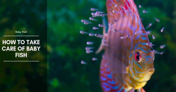 Baby Fish - The Complete Guide to Fry (2022) How to Care & Feed Fry