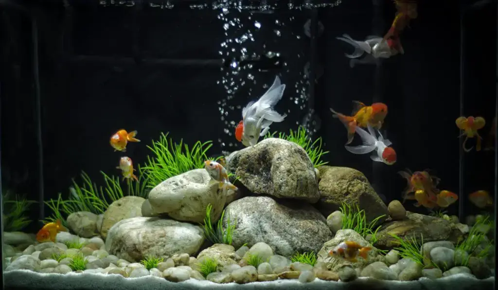 GoldFish Tank