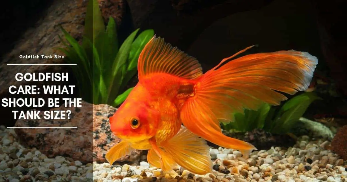 Goldfish Care: What Should Be the Tank Size
