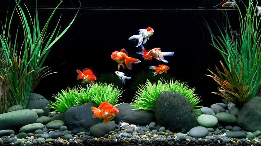 Goldfish Tank