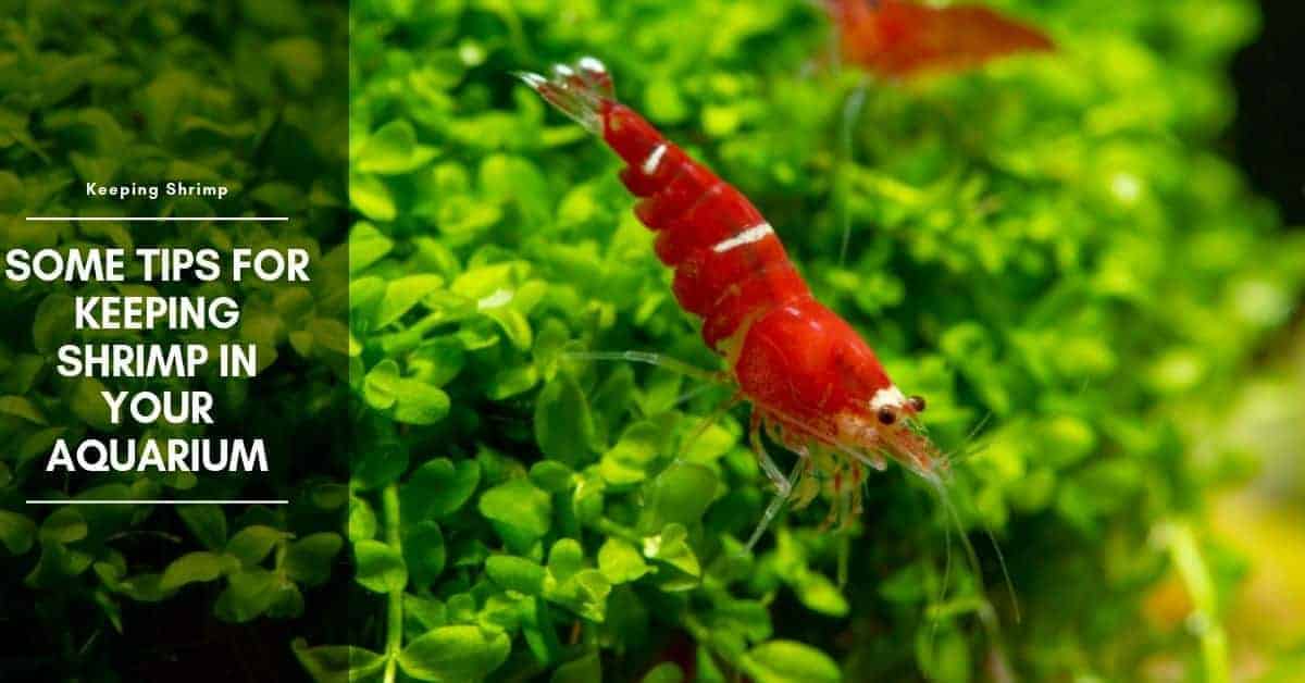 Some Tips for Keeping Shrimp in Your Aquarium