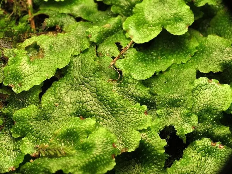 Liverwort