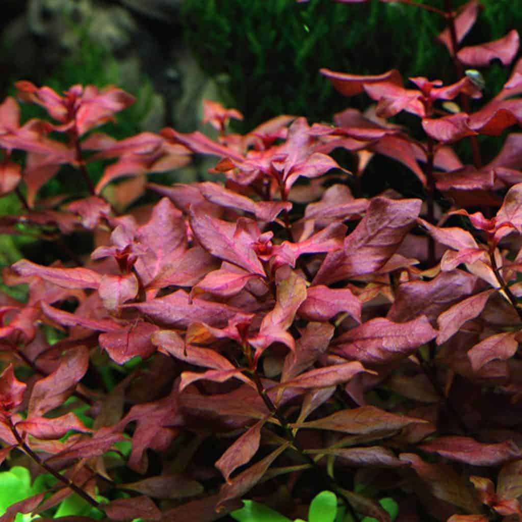 Ludwigia palustris