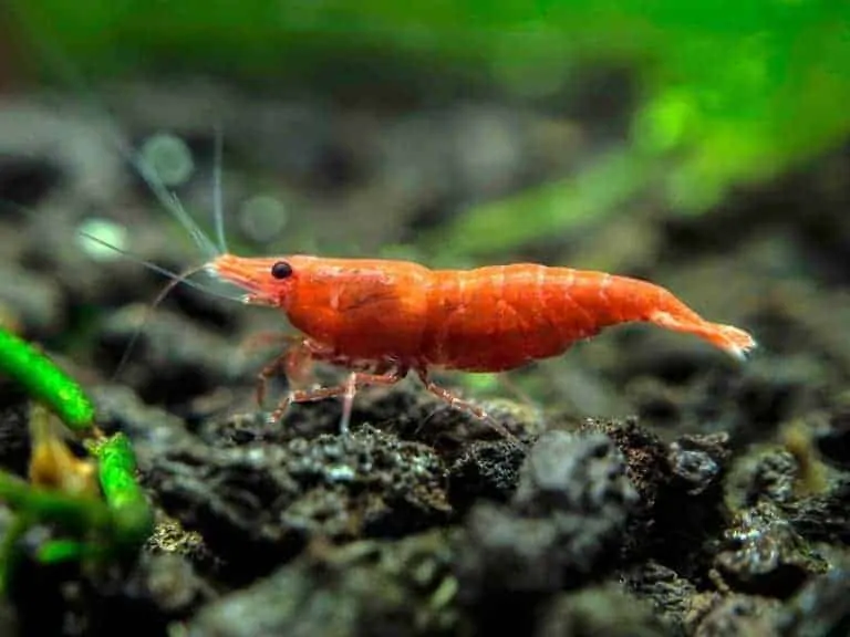 Keeping Shrimp in Your Aquarium and How to Take Care of Them - The ...