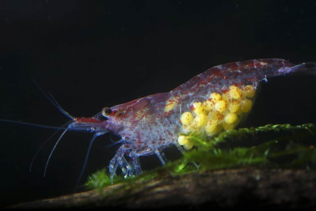 Red Cherry Shrimp Eggs