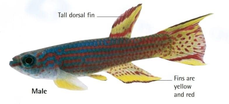 Red-Striped Killifish