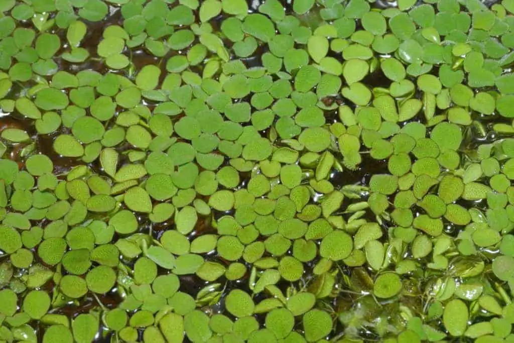 Salvinia Auriculata